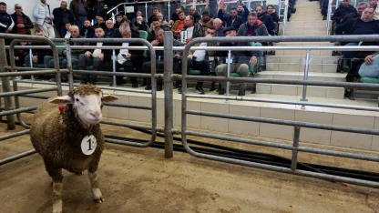Edirne'den damızlık koç ve teke mezatı yapıldı