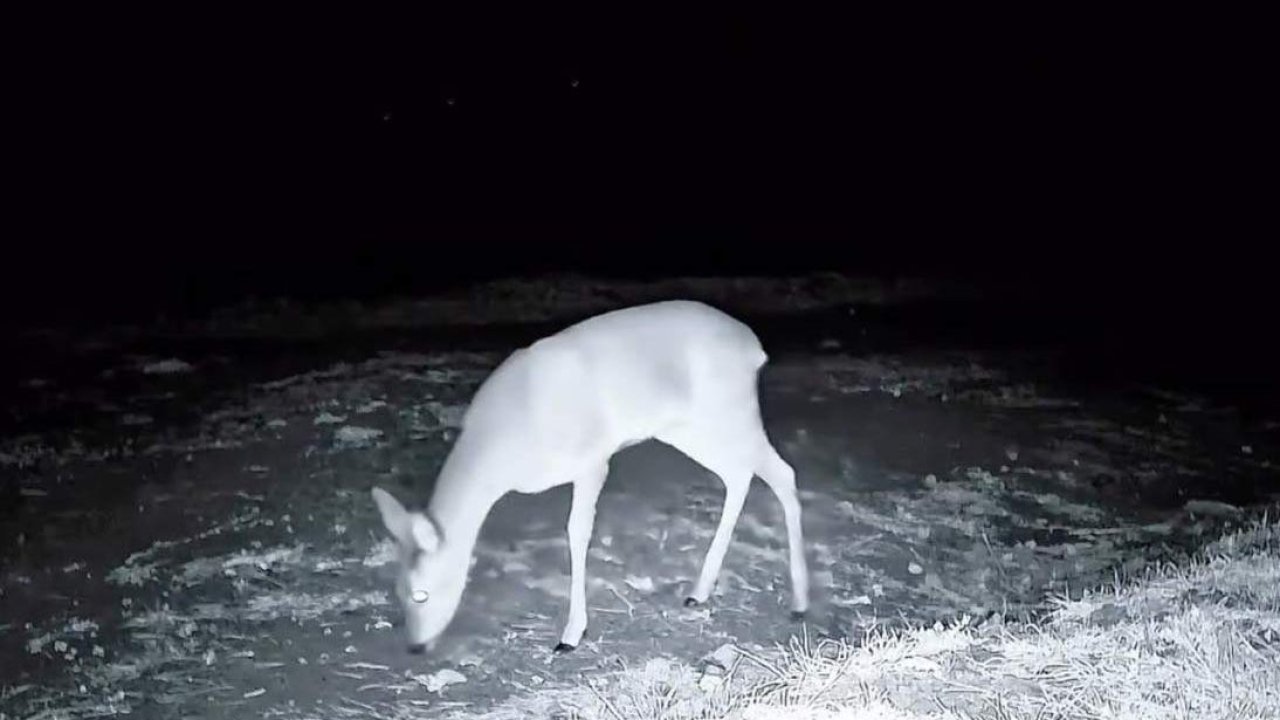 Ganos Dağı'nda fotokapanla kurt, karaca ve porsuk görüntülendi