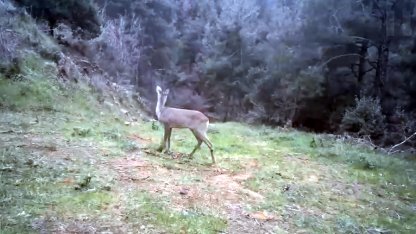 Ganos Dağı'nda karaca ve domuz sürüsü görüntülendi
