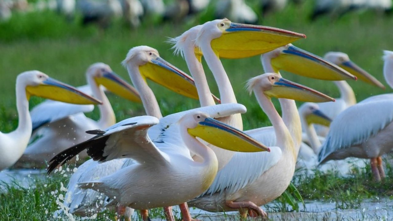 Göç yolundaki pelikan sürüsü, mola verdiği Boğazköy Barajı'nda görüntülendi