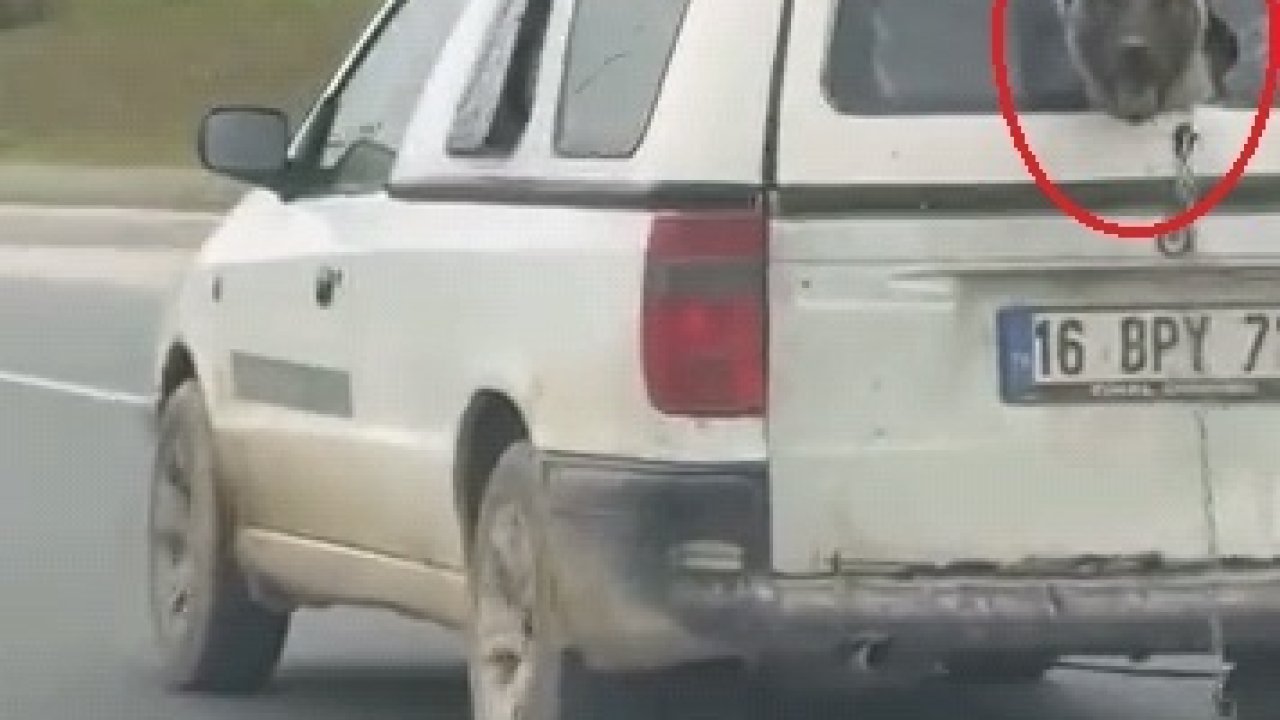 Hafif ticari aracın kırık camından etrafı izleyen köpek kamerada