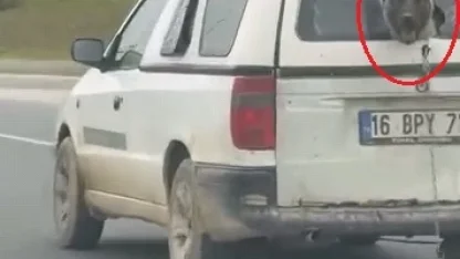 Hafif ticari aracın kırık camından etrafı izleyen köpek kamerada
