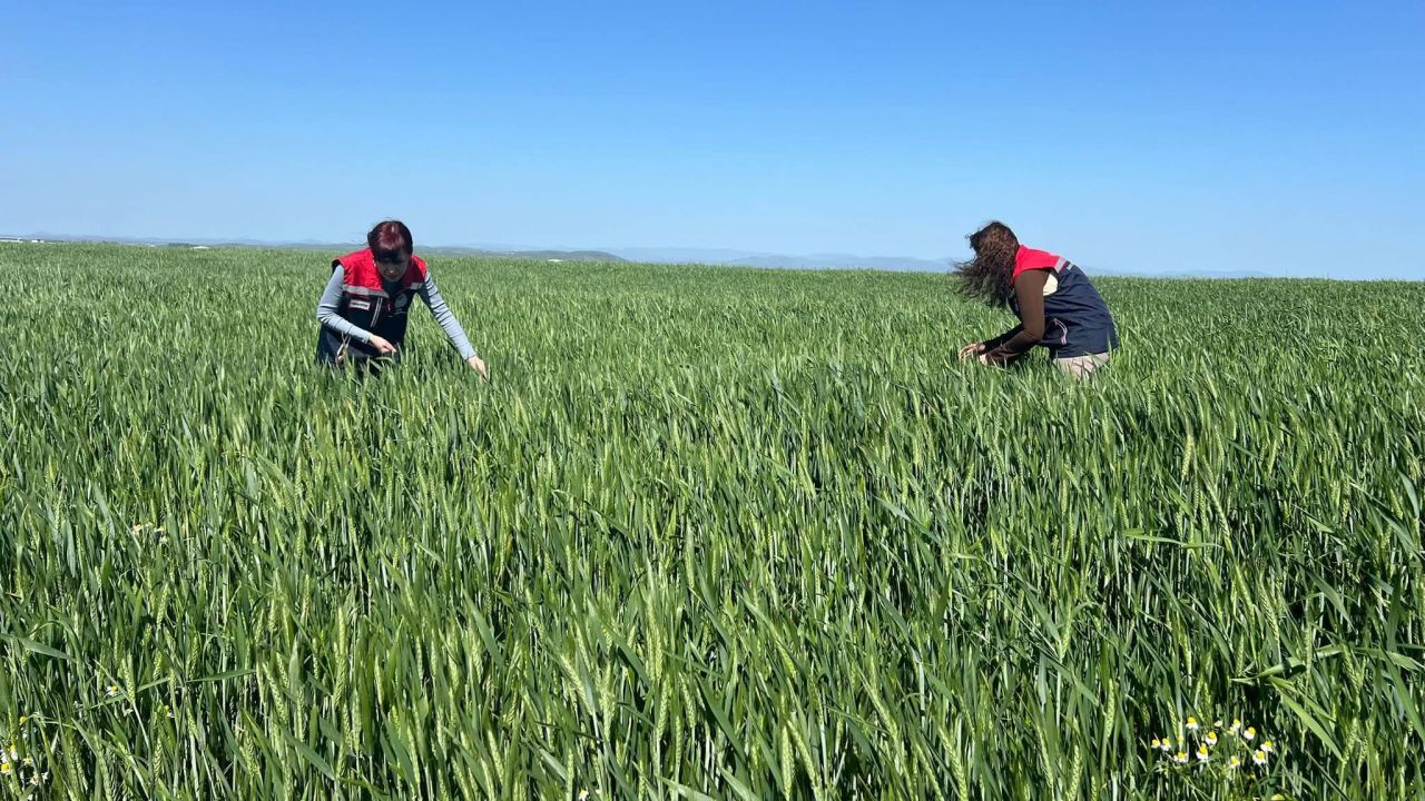 İpsala’da süne mücadelesi için çalışma yürütülüyor