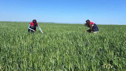 İpsala’da süne mücadelesi için çalışma yürütülüyor