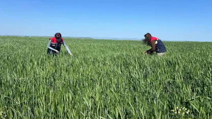 İpsala’da süne mücadelesi için çalışma yürütülüyor
