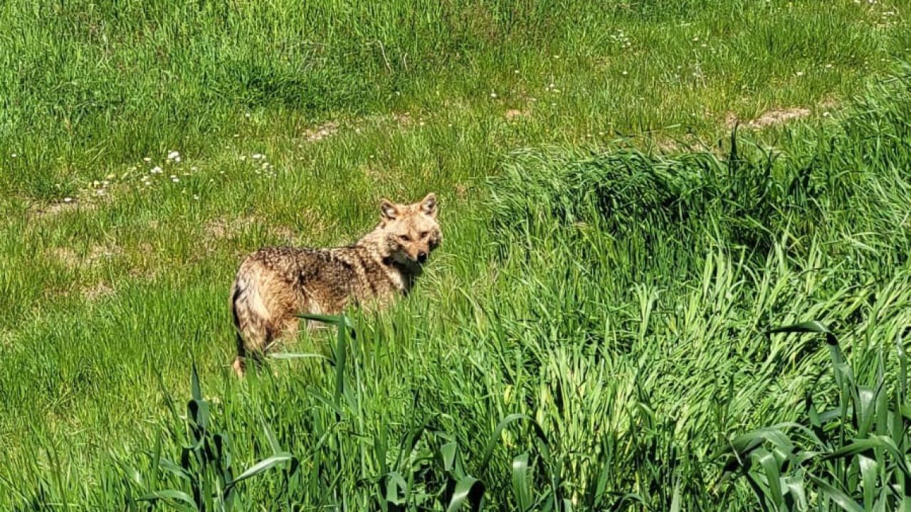 Nesli tükenme tehlikesi altındaki çakal tarlada görüntülendi