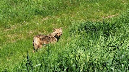Nesli tükenme tehlikesi altındaki çakal tarlada görüntülendi