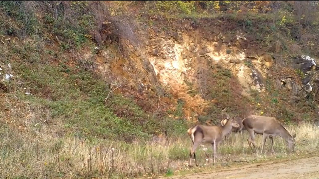 Ormandaki kızılgeyik sürüsü fotokapanla görüntülendi