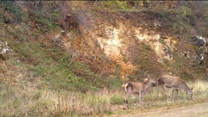 Ormandaki kızılgeyik sürüsü fotokapanla görüntülendi