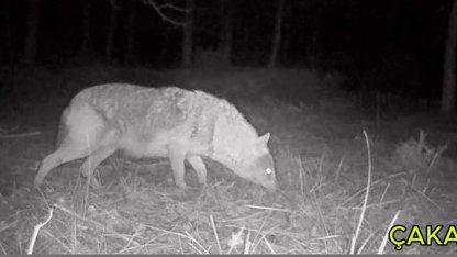 Ormanlara kurduğu fotokapanla yaban hayvanlarını görüntülüyor