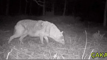 Ormanlara kurduğu fotokapanla yaban hayvanlarını görüntülüyor