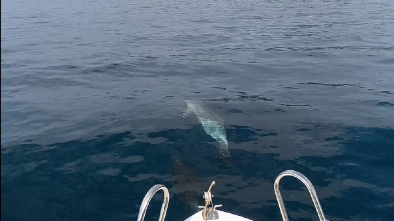 Saros’ta teknenin yanında yüzen yunuslar kamerada