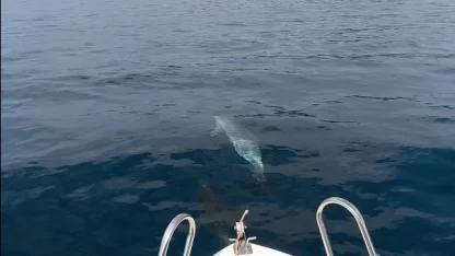 Saros’ta teknenin yanında yüzen yunuslar kamerada