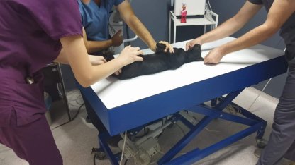 Sokak kedisini tüfekle öldüren şüpheliye ay hapis