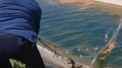 Sulama kanalına düşüp, ağlara dolanan karaca kurtarıldı; o anlar kamerada