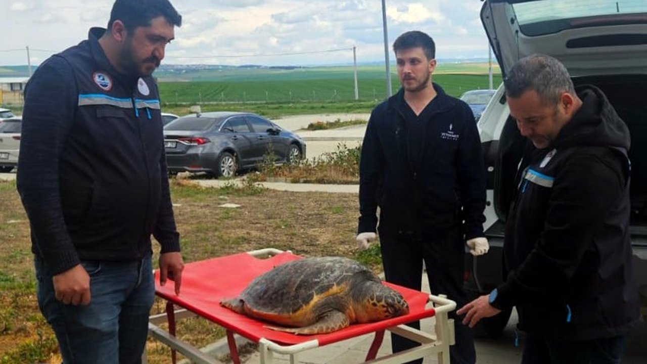Tekirdağ'da balıkçıların ağına ölü caretta takıldı