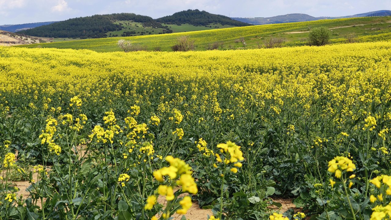 Trakya'nın 'sarı altın çiçeği’ kanola ile tarlalar renklendi