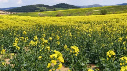 Trakya'nın 'sarı altın çiçeği’ kanola ile tarlalar renklendi