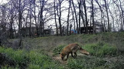 Üniversite yerleşkesinde yaban hayatı foto kapanlarla görüntüleniyor