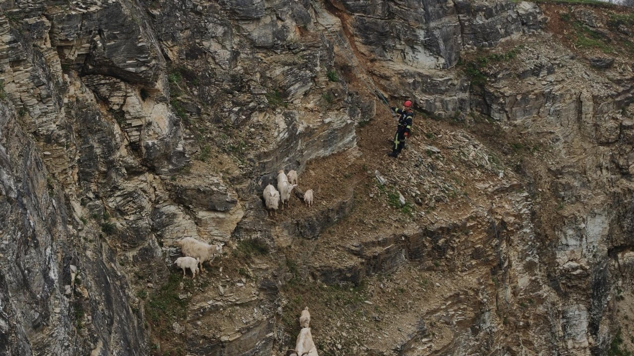 Yabani hayvandan korkup sarp kayalıkta mahsur kalan keçilere kurtarma operasyonu