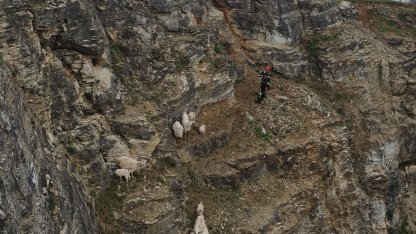 Yabani hayvandan korkup sarp kayalıkta mahsur kalan keçilere kurtarma operasyonu
