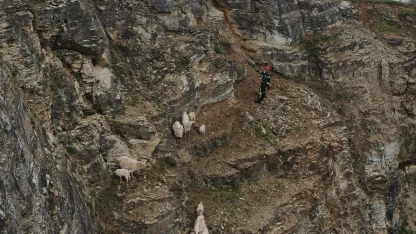 Yabani hayvandan korkup sarp kayalıkta mahsur kalan keçilere kurtarma operasyonu