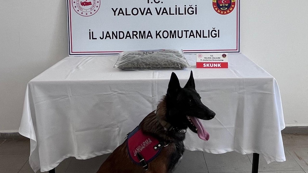 Yalova’da 1 kilo 590 gram skunk ele geçirildi; 1 tutuklama