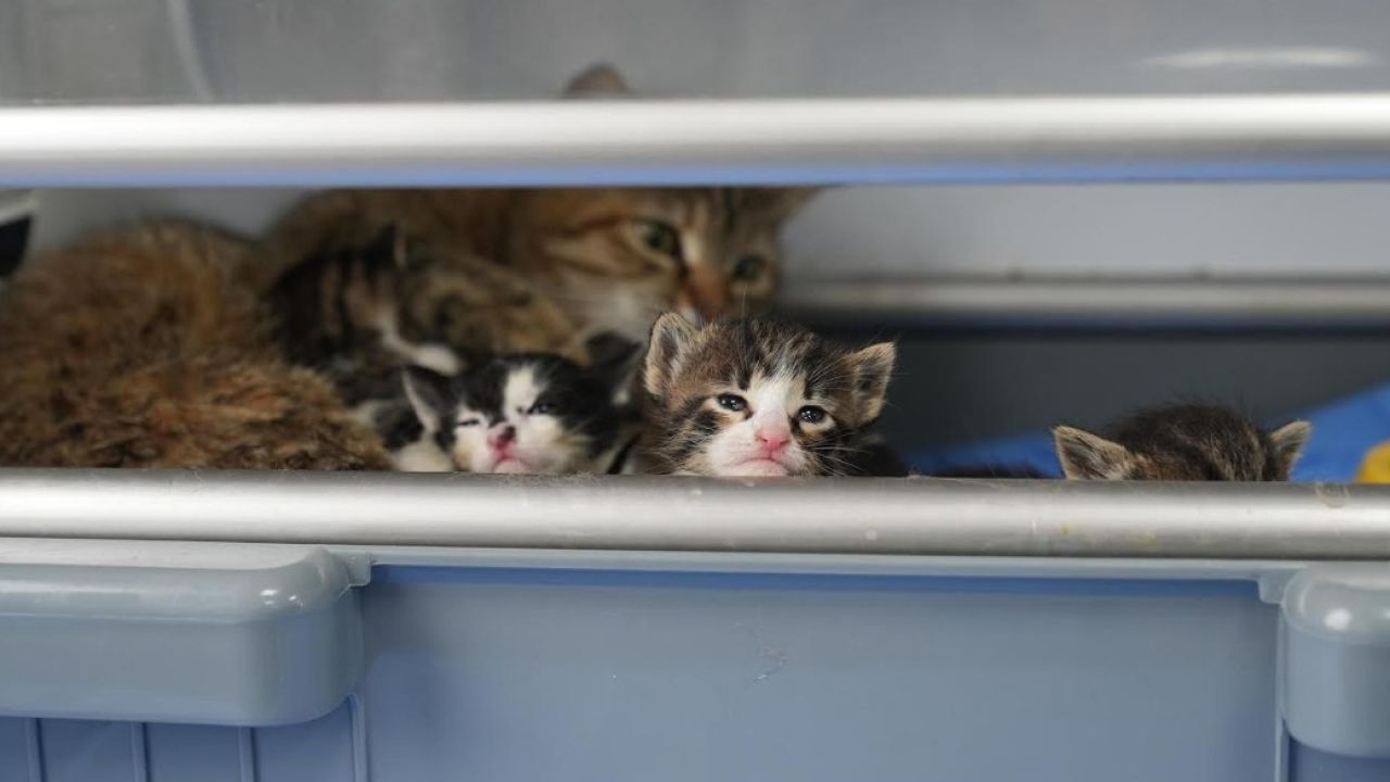 2 yavrusu olan kedi, sokakta bulunan 3 yavruya da sütannelik yapıyor