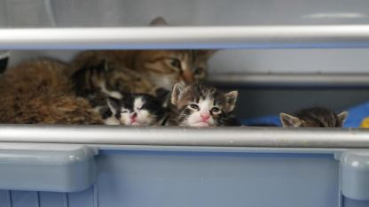 2 yavrusu olan kedi, sokakta bulunan 3 yavruya da sütannelik yapıyor