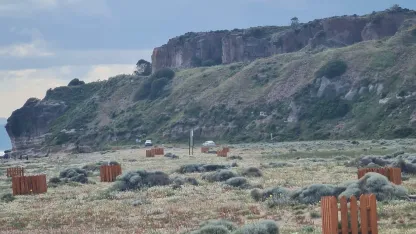 Ayvalık'ta 26 kök kum zambağına kafesli koruma