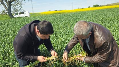 Edirne’de buğdayda pas ve septorya hastalığı belirtileri görüldü