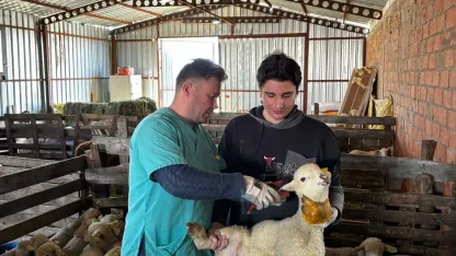 Edirne'de küçükbaş hayvanların küpeleme ve aşılama çalışmaları devam ediyor