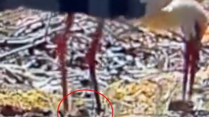Göçten 15'nci kez gelen Yaren leylek baba oldu