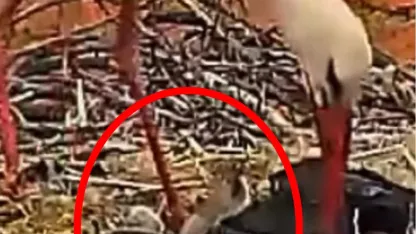 Yaren leylek ile Nazlı'nın 5 yavrusu oldu